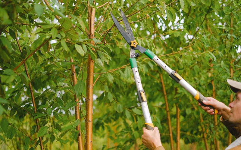 Tree trimming in Castana, IA